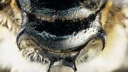 A close up view of the bee spines that the common name for this bee has been named
